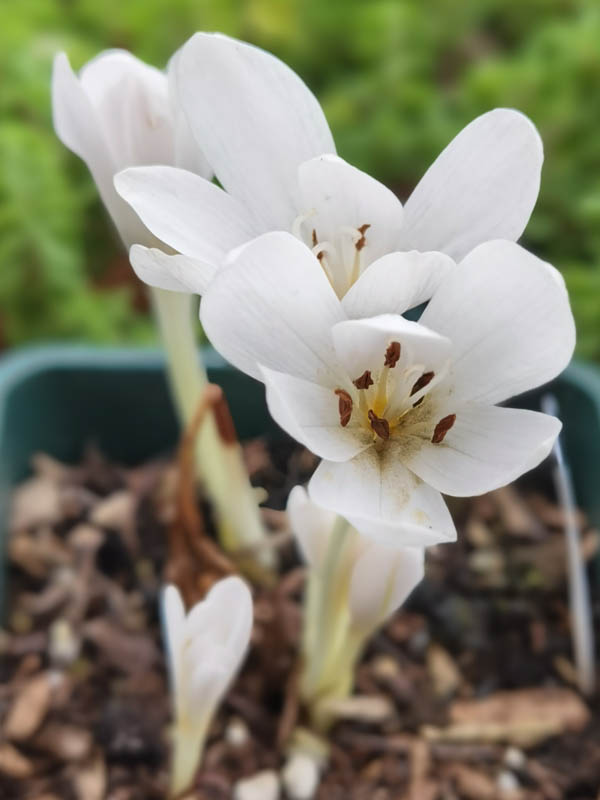 Colchicum autumnale 'Album'